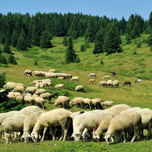 Η σωστή επιλογή των παραγωγικών ζώων για γαλακτοπαραγωγή