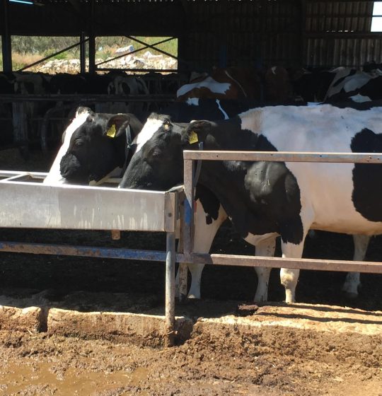 Εγκαταστάσεις παραγωγικών ζώων