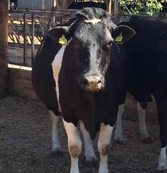 Εγκαταστάσεις παραγωγικών ζώων