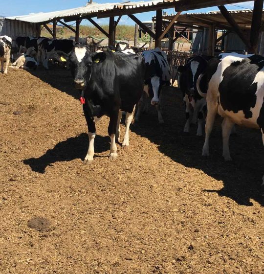 Εγκαταστάσεις παραγωγικών ζώων